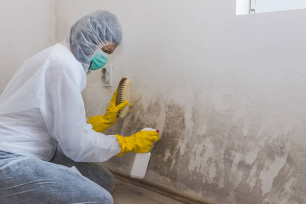 Best Attic Mold Removal  in Carthage, TN